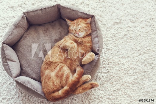 Bild på Cat sleeping